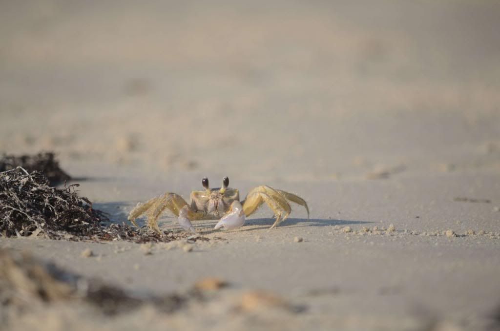  Море удовольствия и капля дегтя. photo OLG_0037_zps39fcb9ba.jpg