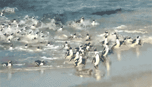mass_penguin_exodus_zpsb5f18767.gif