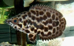 LeopardCtenopoma-LeafFish_zps2b4d976e.jpg?t=1366797291