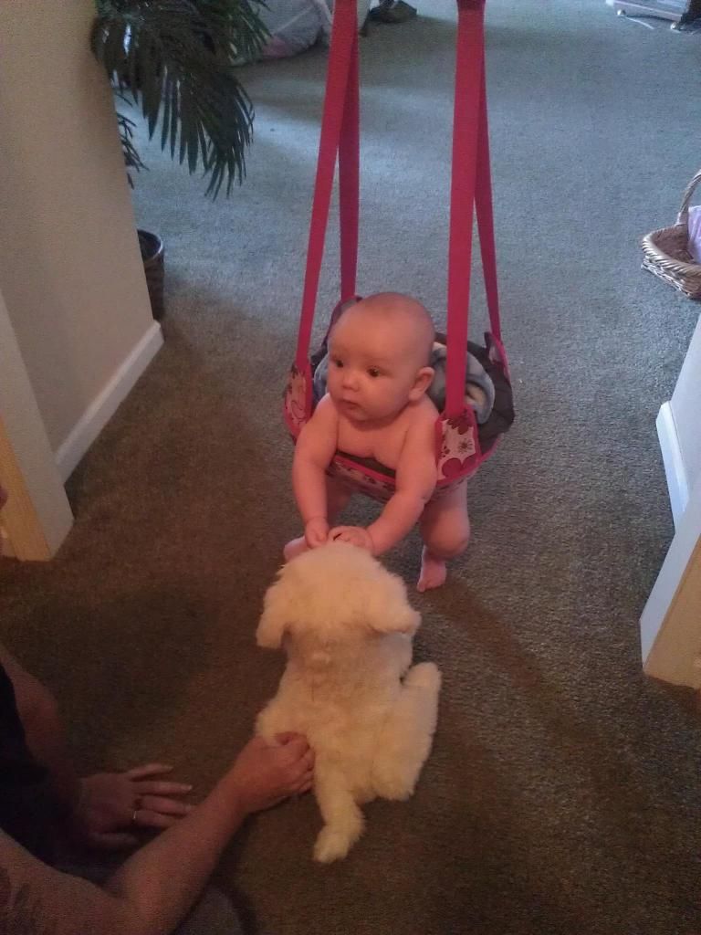 puppy photo: My puppy 703662_10151159932011219_1489462242_o.jpg