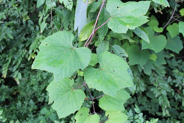 Removing invasive vines ??? - Homesteading Questions