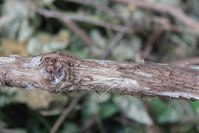 Removing invasive vines ??? - Homesteading Questions