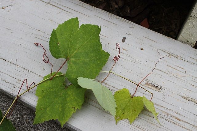 Removing invasive vines ??? - Homesteading Questions