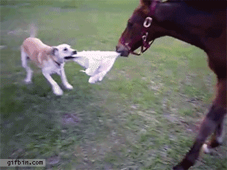 1364408172_horse_and_dog_play_tag_with_blanket_zps1db378f0.gif