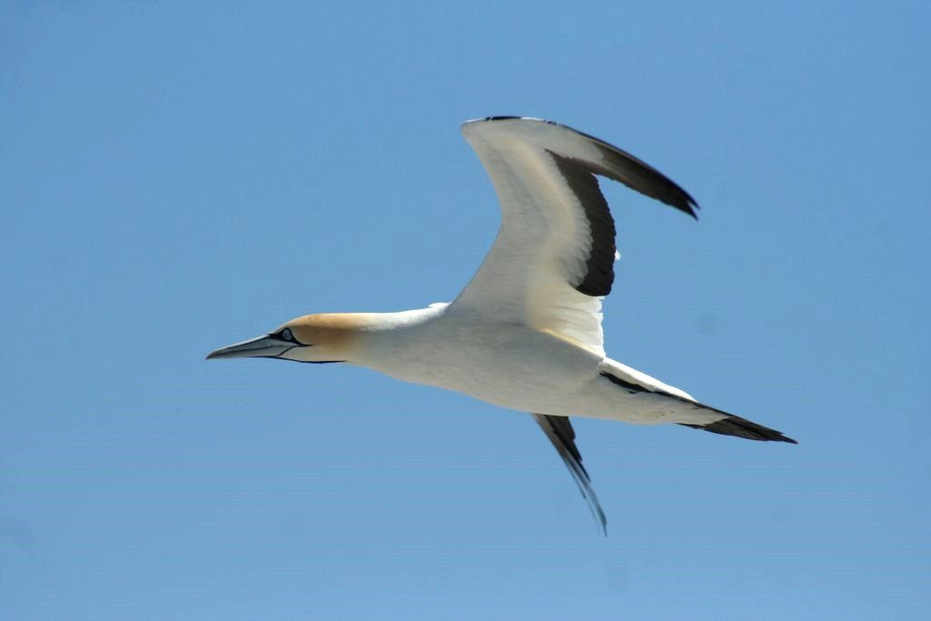 Cape gannet in volo photo FotoDiMauroAlmaviva5_zps9a08604f.jpg