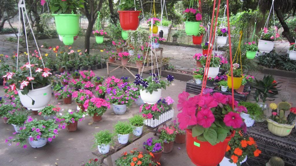 một số chậu hoa đẹp tại vườn hoa sinh viên đại học nông nghiệp