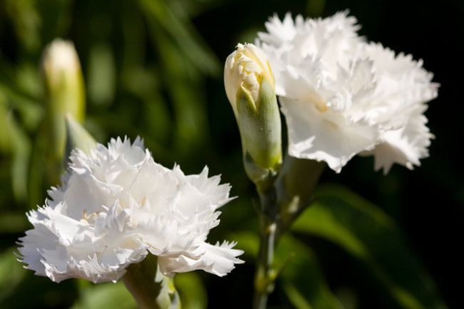 Image result for Garofano bianco