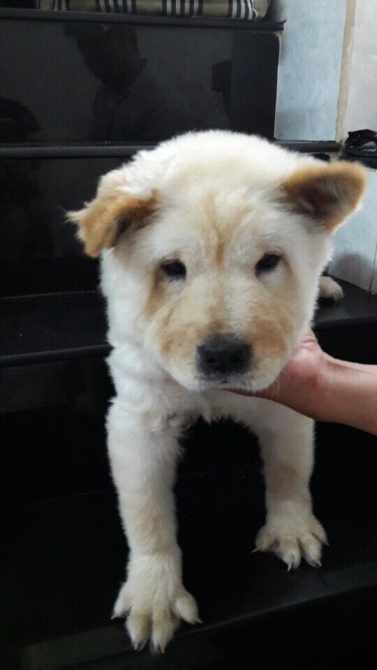 Mình cần bán 1 bé chow chow 3 tháng chích đủ 3 mũi giá 12tr fix - 1
