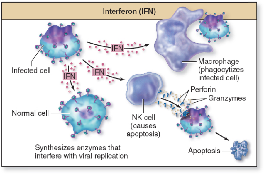 external image interferon_zpshrosgsln.png