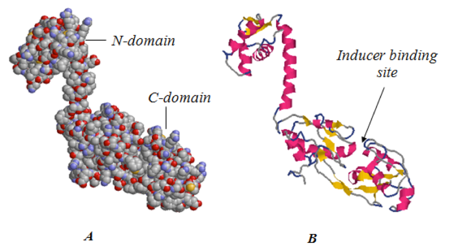 external image protein%20structure_zpszwicylla.png