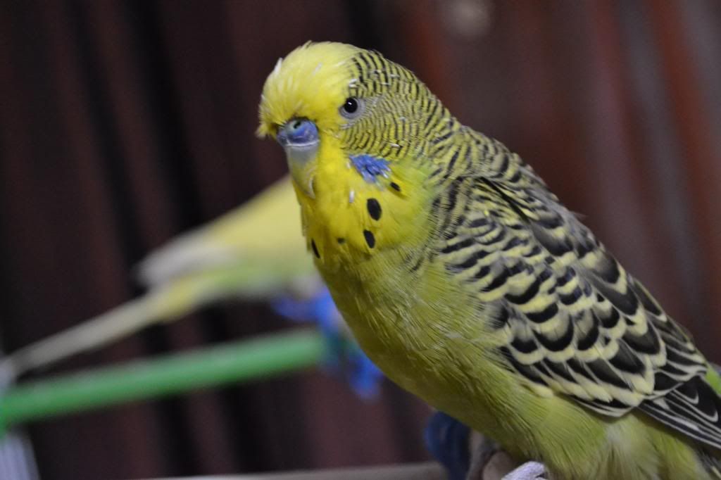http://i1298.photobucket.com/albums/ag58/gaby354/DSC_0001_zpsfd777611.jpg