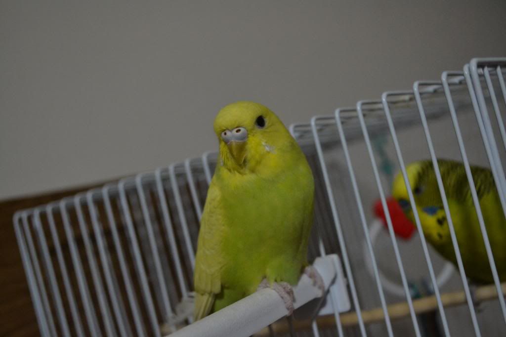 http://i1298.photobucket.com/albums/ag58/gaby354/DSC_0141_zps6c78cd07.jpg