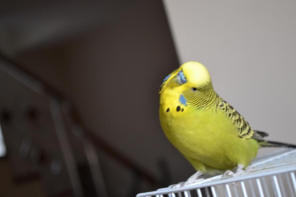 http://i1298.photobucket.com/albums/ag58/gaby354/DSC_0263_zpseea17c69.jpg