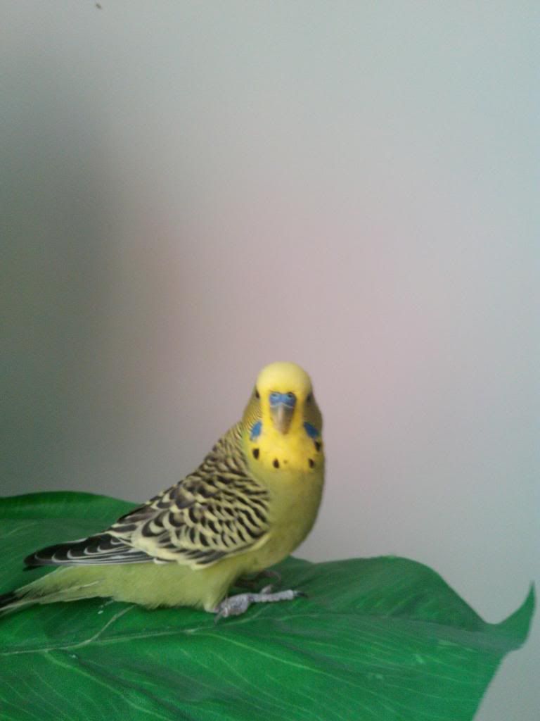 http://i1298.photobucket.com/albums/ag58/gaby354/IMG_20130823_124820_zps80737093.jpg