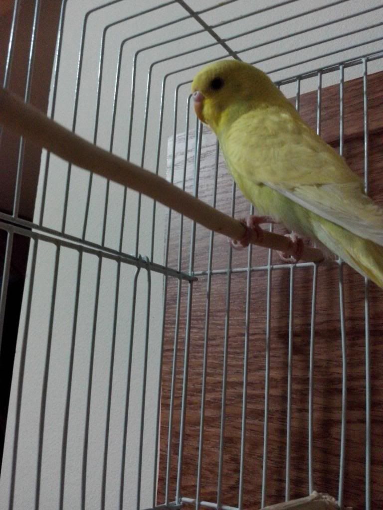 http://i1298.photobucket.com/albums/ag58/gaby354/IMG_20131107_194315_zps7e1a05ac.jpg