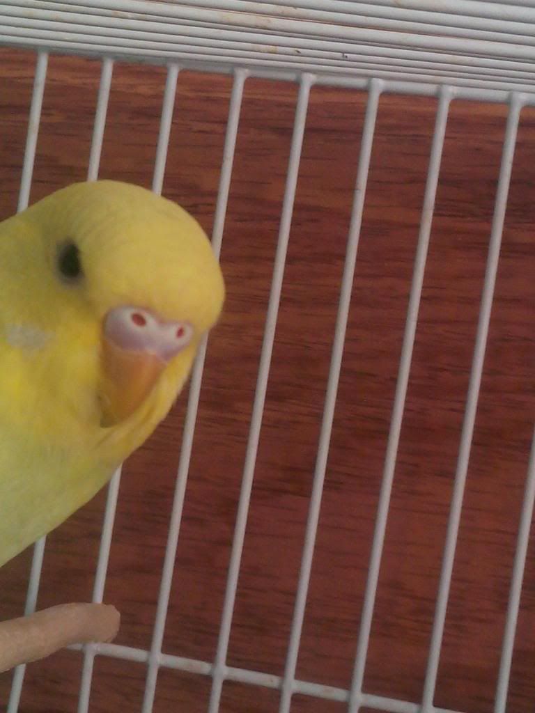 http://i1298.photobucket.com/albums/ag58/gaby354/IMG_20131108_084639_zpse40f6350.jpg