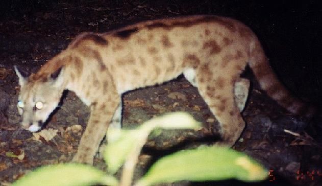 cougarspotted_zps736b309d.jpg