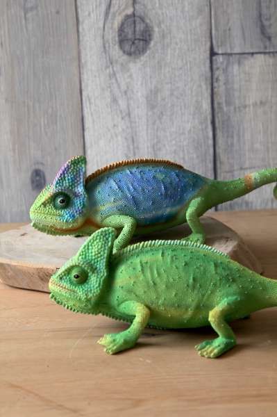 SUSS-Japanマグネット没入型動物シリーズかわいいカメレオンのモデルバンク(カラー) - スポット - その他 - レジン 多色